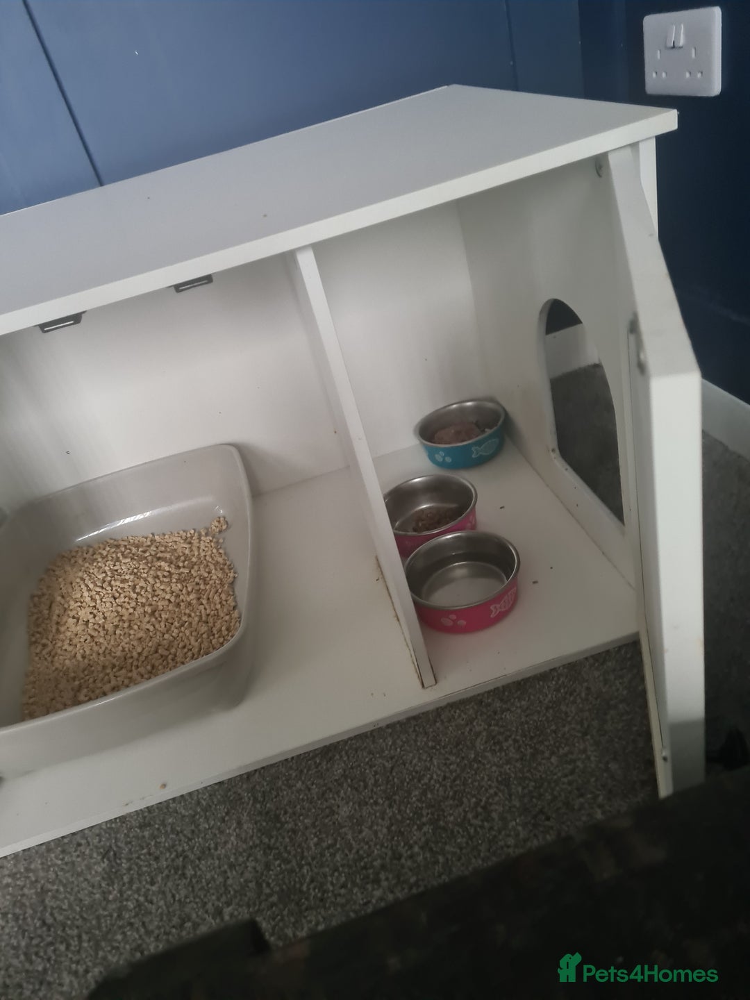 Mixed Breed cats for sale: Kitty - 1 year old, Tabby Cat - Advert 4