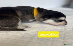 Shepsky dogs for sale: 7 beautiful Shepsky puppy’s available 🫶🏼 - Image 5