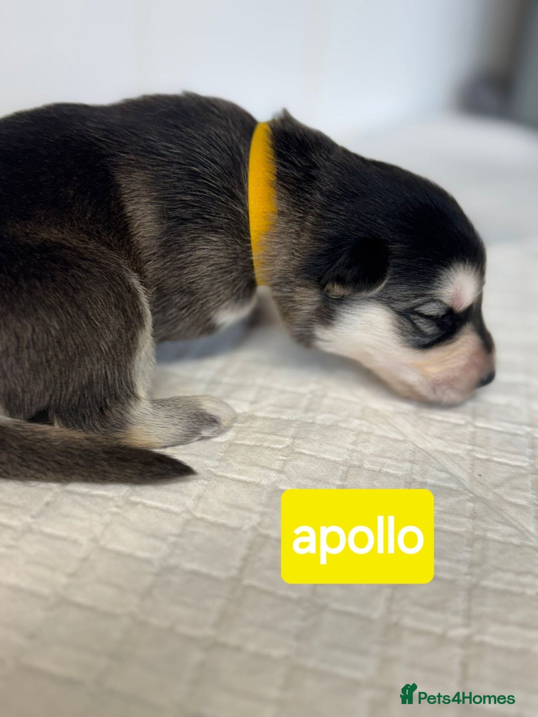 Shepsky dogs for sale: 7 beautiful Shepsky puppy’s available 🫶🏼 - Image 5
