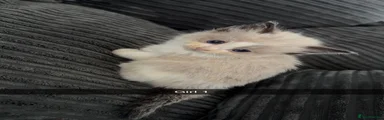 Ragdoll 1 