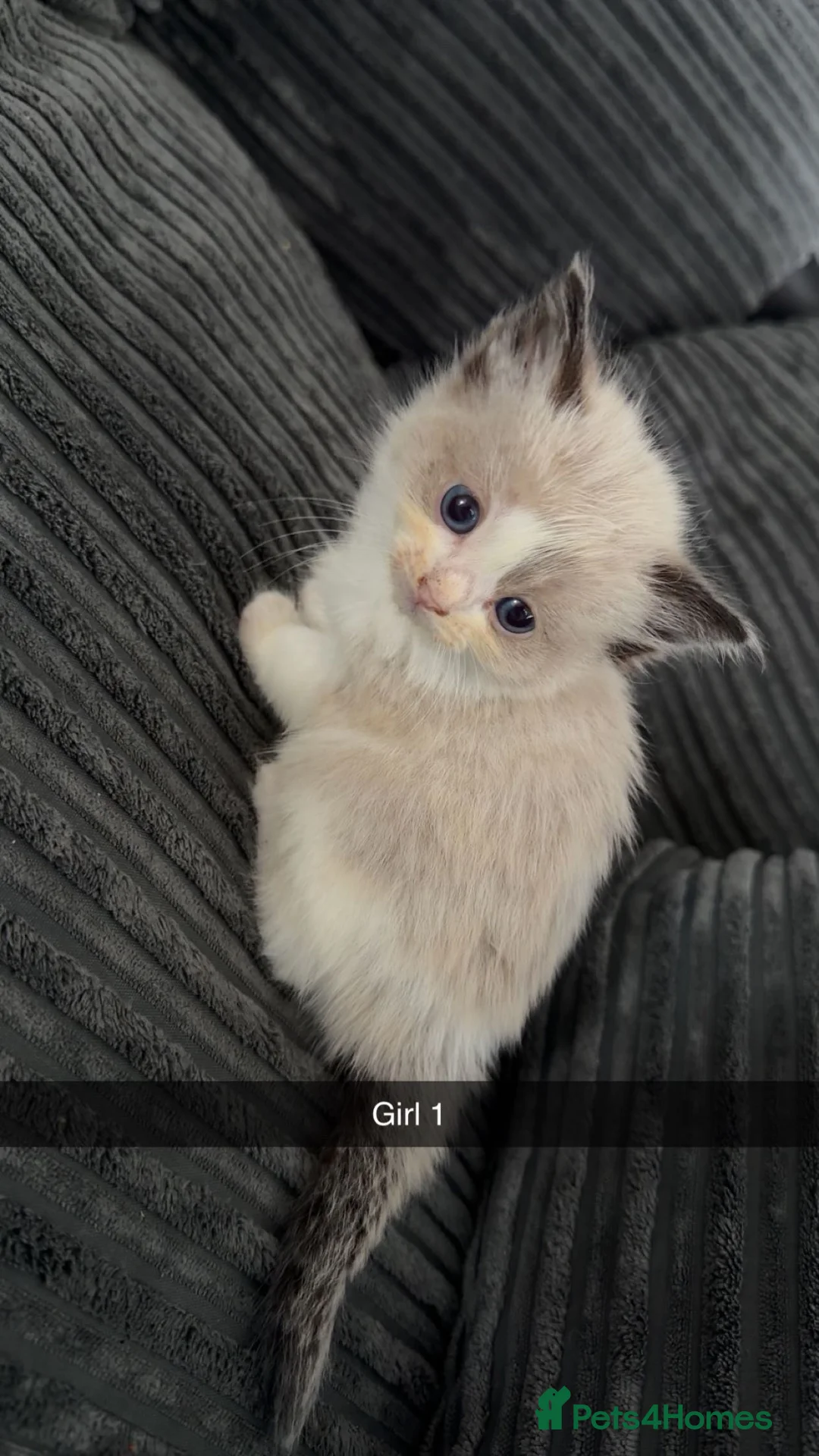 Ragdoll cats for sale: 3 beautiful ragdolls for sale  - Advert 2