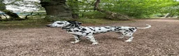 Dalmatian dogs for sale: Female Dalmatian  in Glenrothes - Advert 6