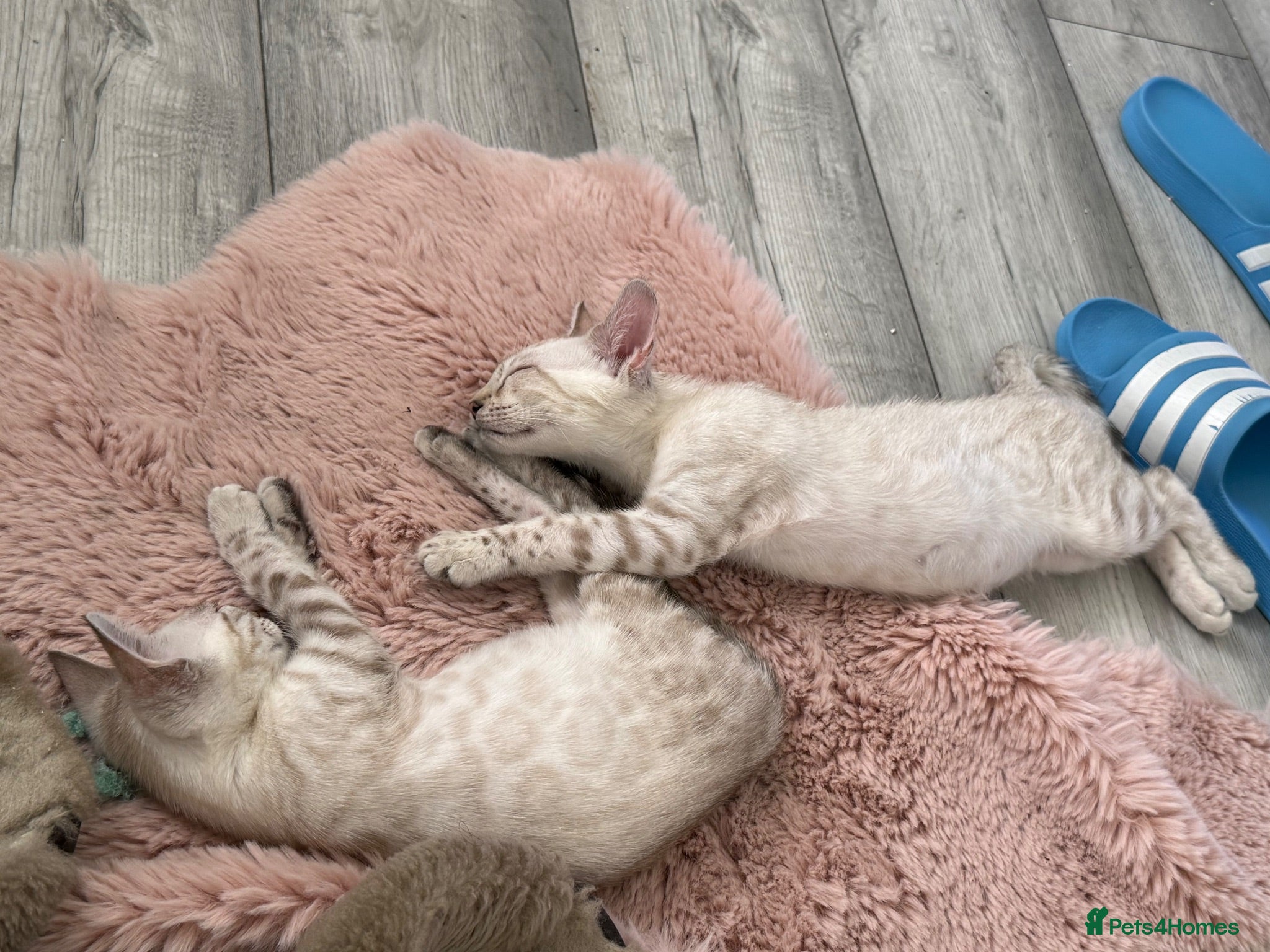 Bengal cats TICA Registered Gorgeous Bengals  - Advert 1