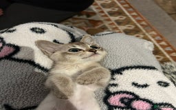 Burmese cats for sale: GCCF reg Pedigree Kittens - Image 6