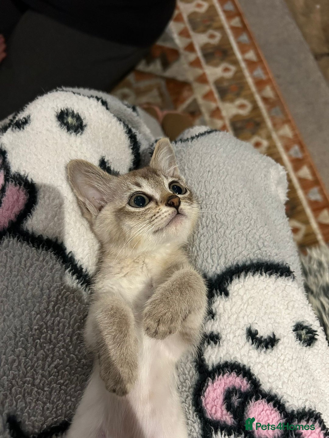 Burmese cats for sale: GCCF reg Pedigree Kittens - Image 6