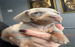 Miniature Dachshund dogs for sale: 💙Miniature Dachshund Puppies – Isabella & Blue 💖 - Image 7