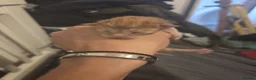 Maine Coon cats for sale: 🐾 Stunning Full Maine Coon Kittens 🐾 - Advert 6