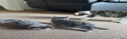 Mixed Breed cats for sale: 1 GREY KITTEN LEFT FOR SALE  - Advert 10