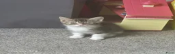 Mixed Breed cats for sale: Kittens ready to leave now - Advert 2