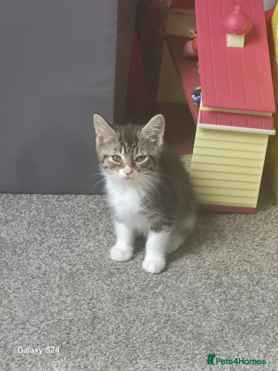 Mixed Breed cats for sale: Kittens ready to leave now - Advert 2