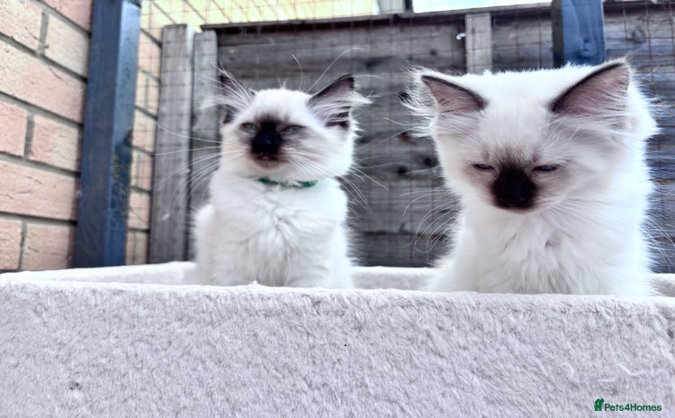 Ragdoll cats - Advert 1