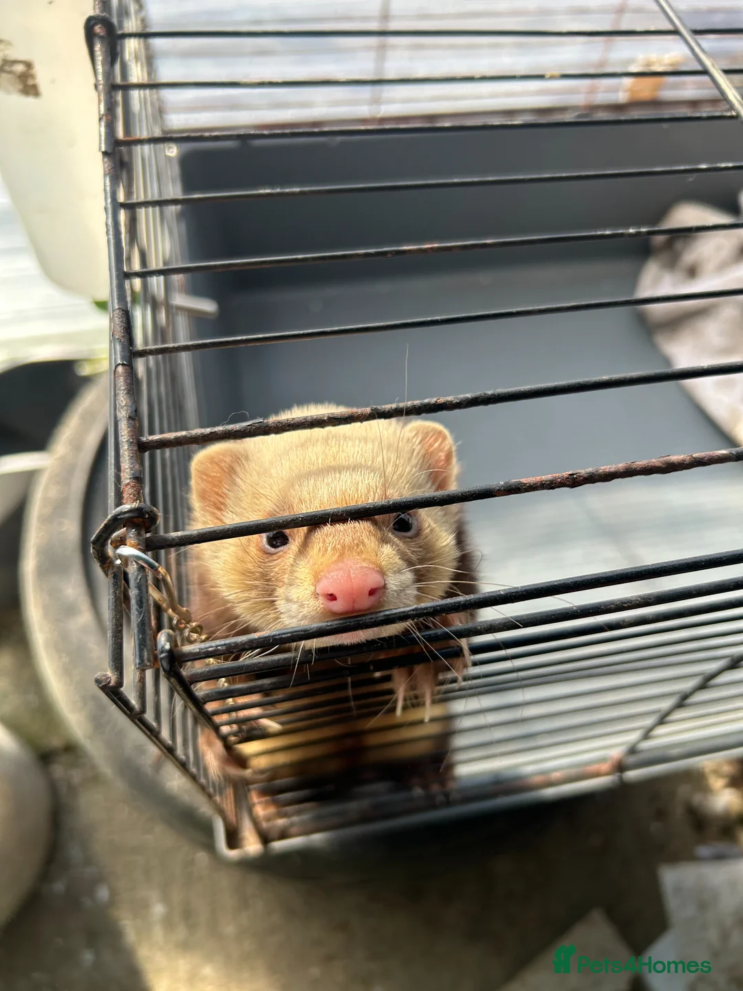 Ferret rodents for sale: Male Ferrets Hobs for Sale x2, 1 yr old, friendly in Etchingham - Advert 3