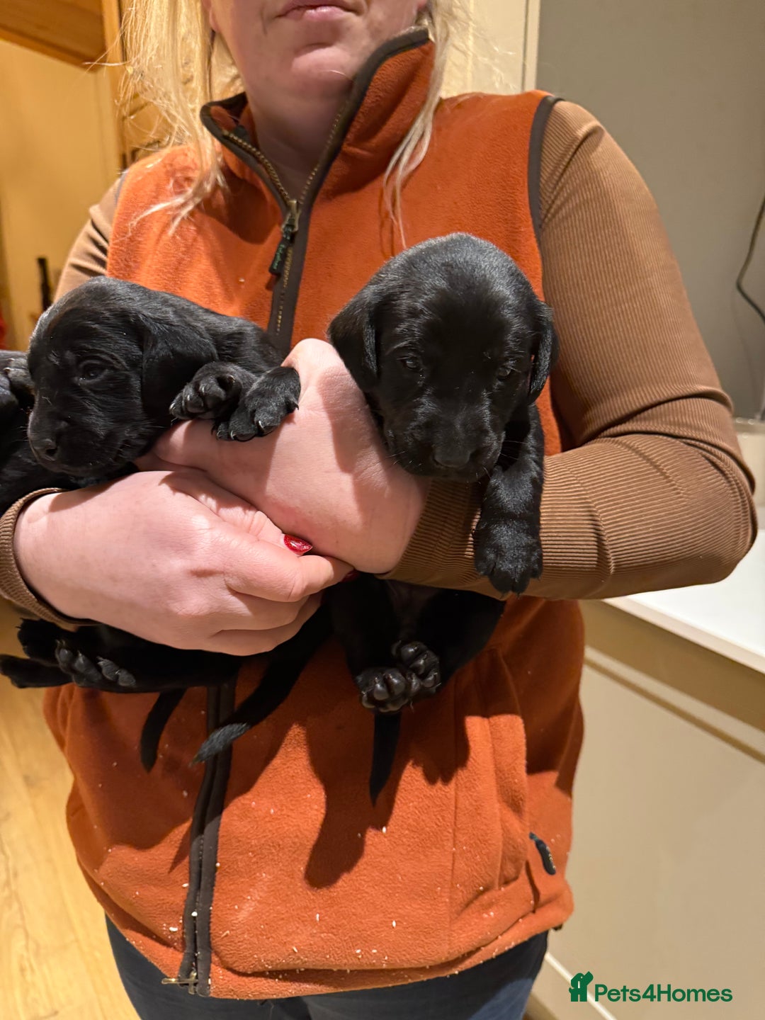 Labrador Retriever dogs for sale: Kc Labrador pups  - Advert 7