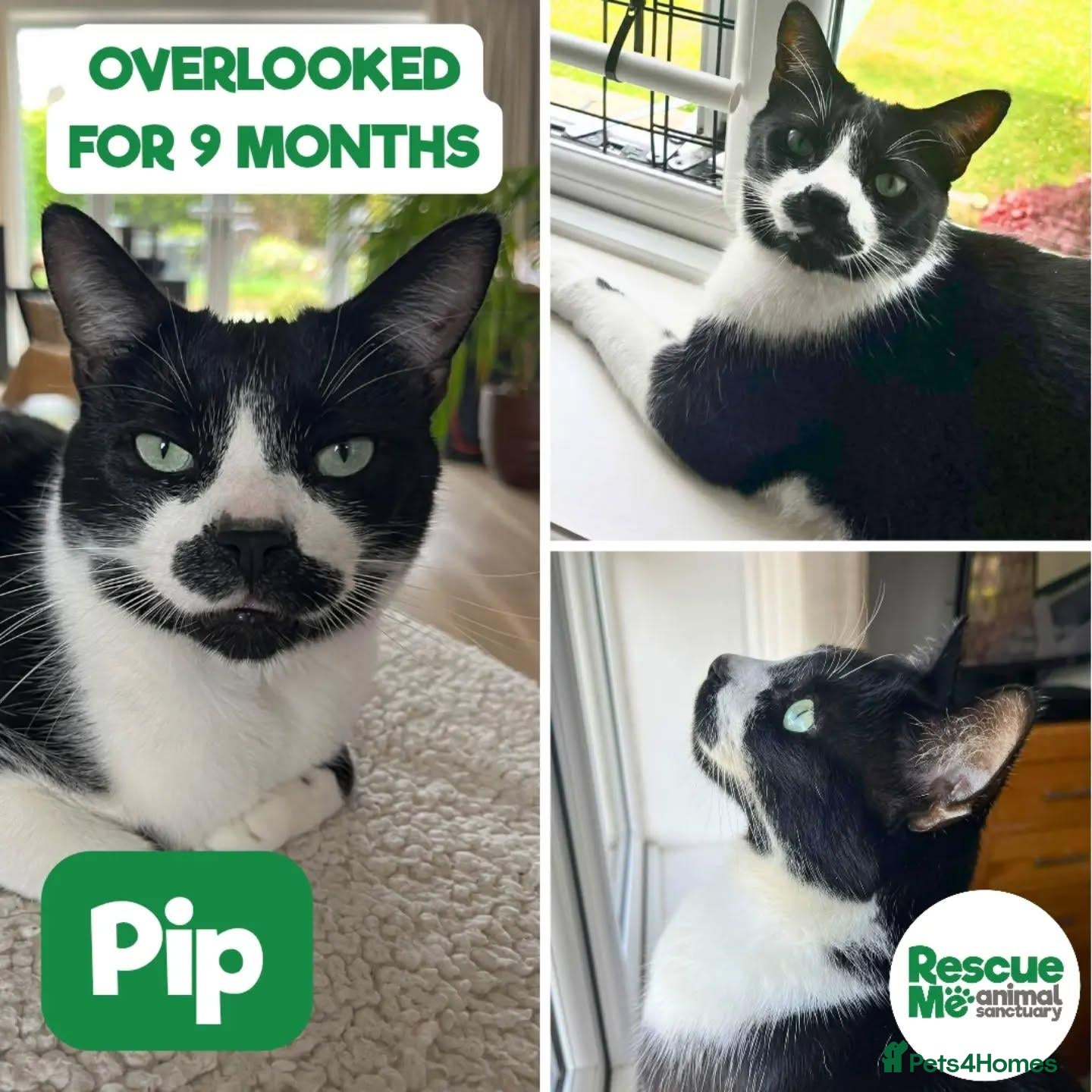 Mixed Breed cats Pip - waiting 9 months - Advert 5