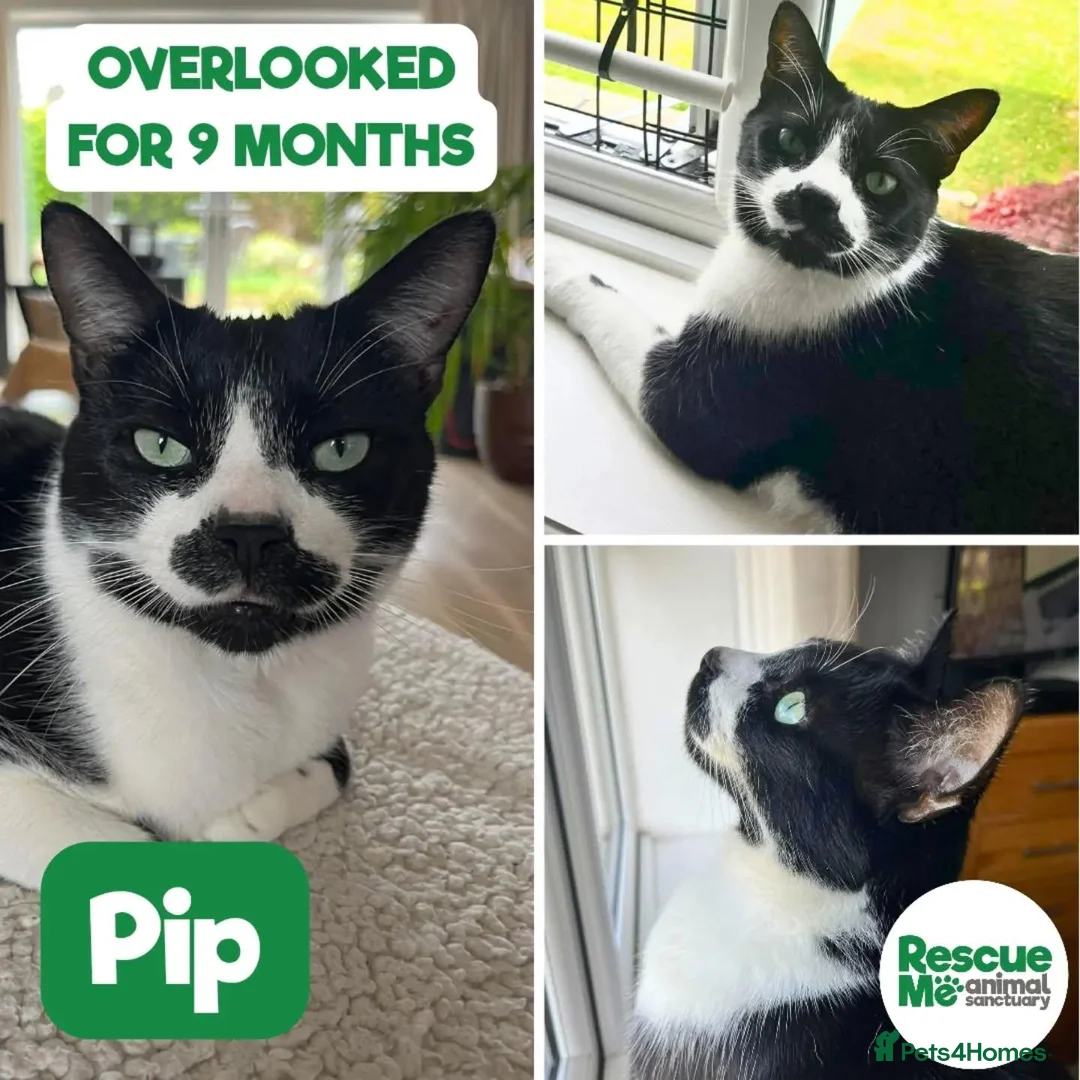Mixed Breed cats for adoption: Pip - waiting 9 months - Advert 1