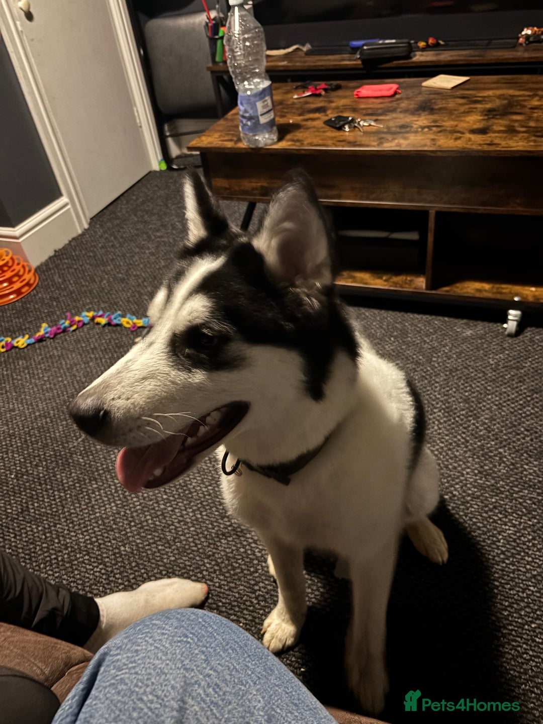Mixed Breed dogs for sale: Husky cross malamute for sale - Image 4