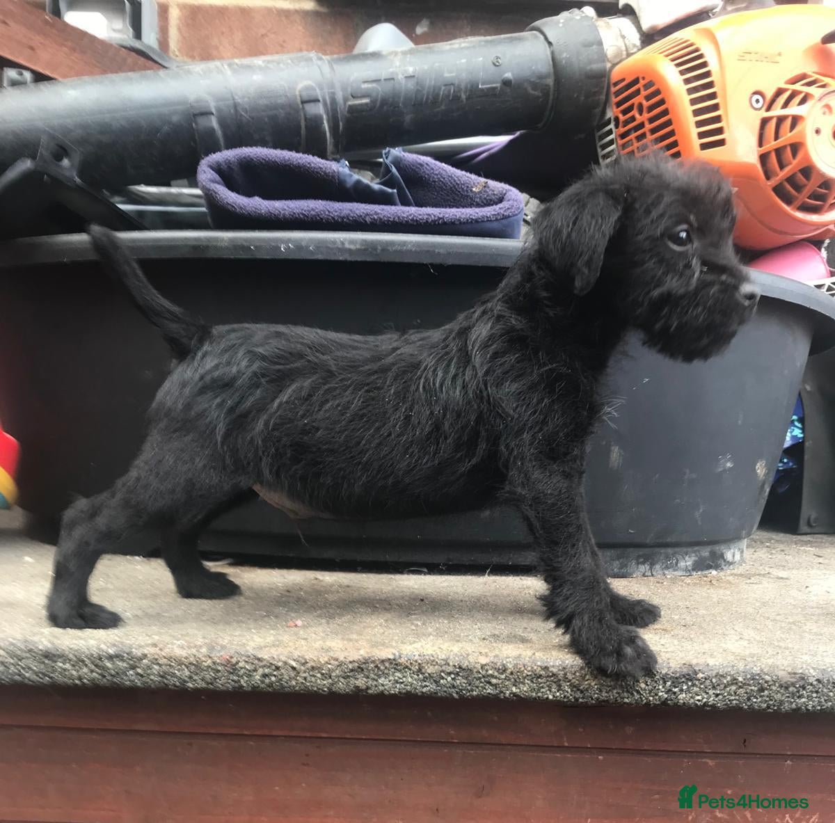 Patterdale Terrier dogs Patterdale fell  terrier puppies  - Advert 2