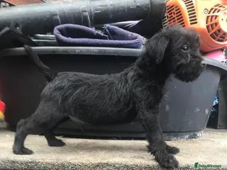 Patterdale Terrier dogs Patterdale fell terrier puppies - Advert 2