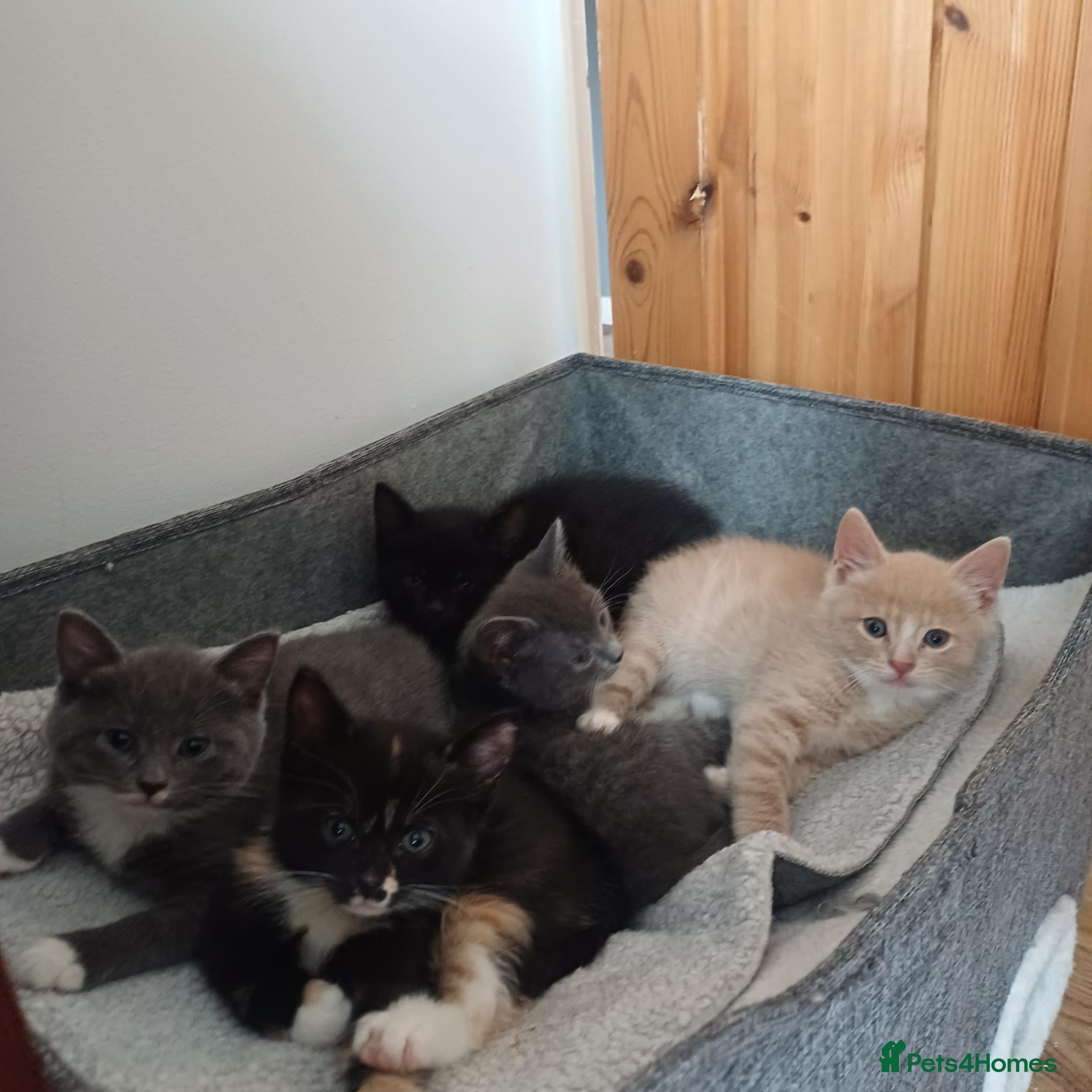 Mixed Breed cats 4 Girls and 1 boy😍😍 - Advert 2
