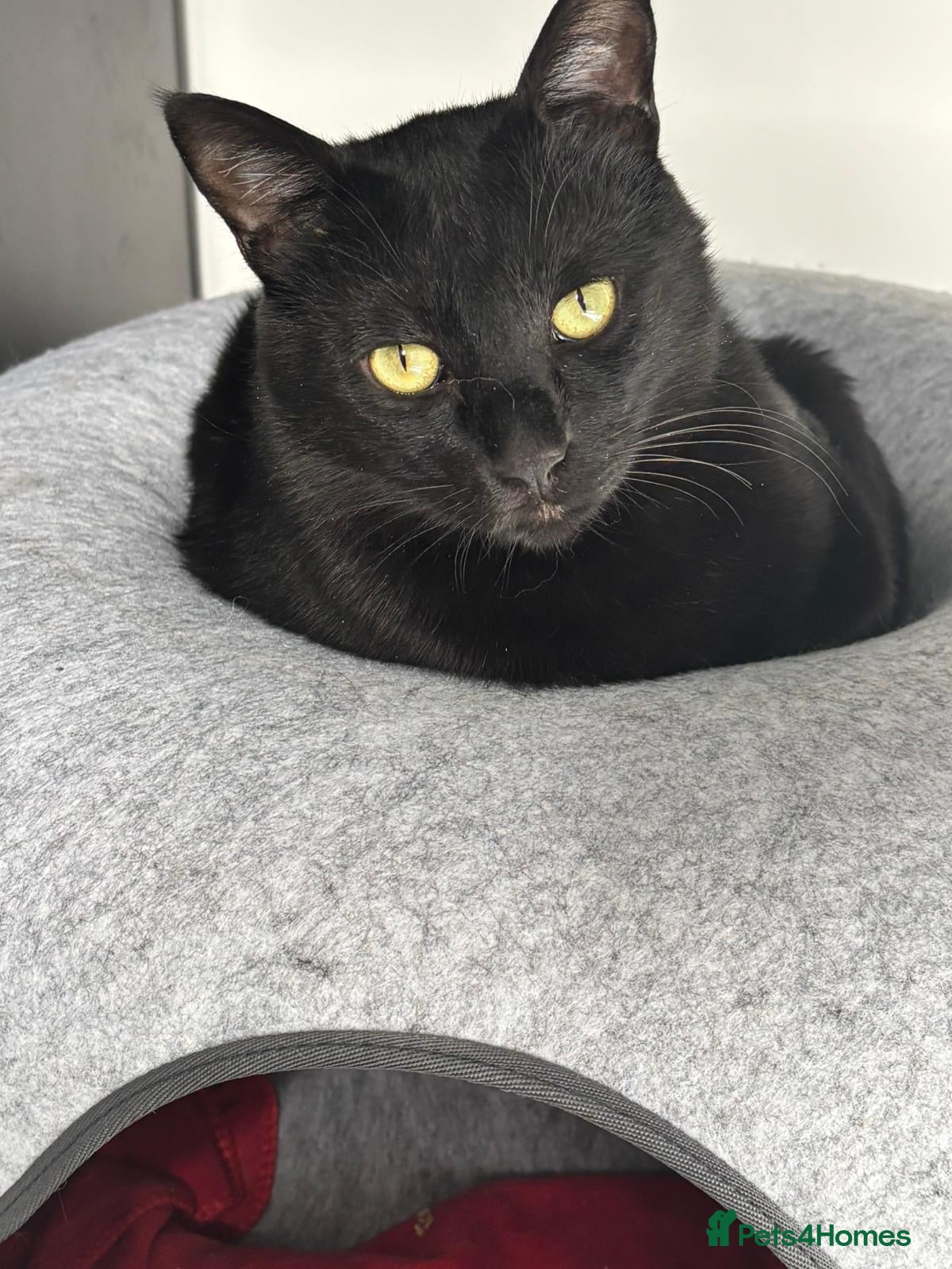 Arabian Mau cats Beautiful Zorro ❤️ - Advert 2