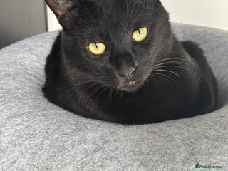 Arabian Mau cats Beautiful Zorro ❤️ - Advert 3