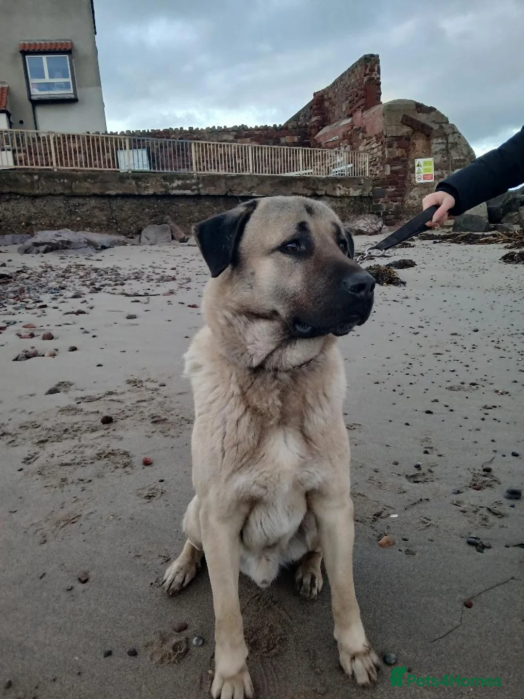 Turkish Kangal dogs for sale: MALE TURKISH KANGAL FOR SALE - Advert 7