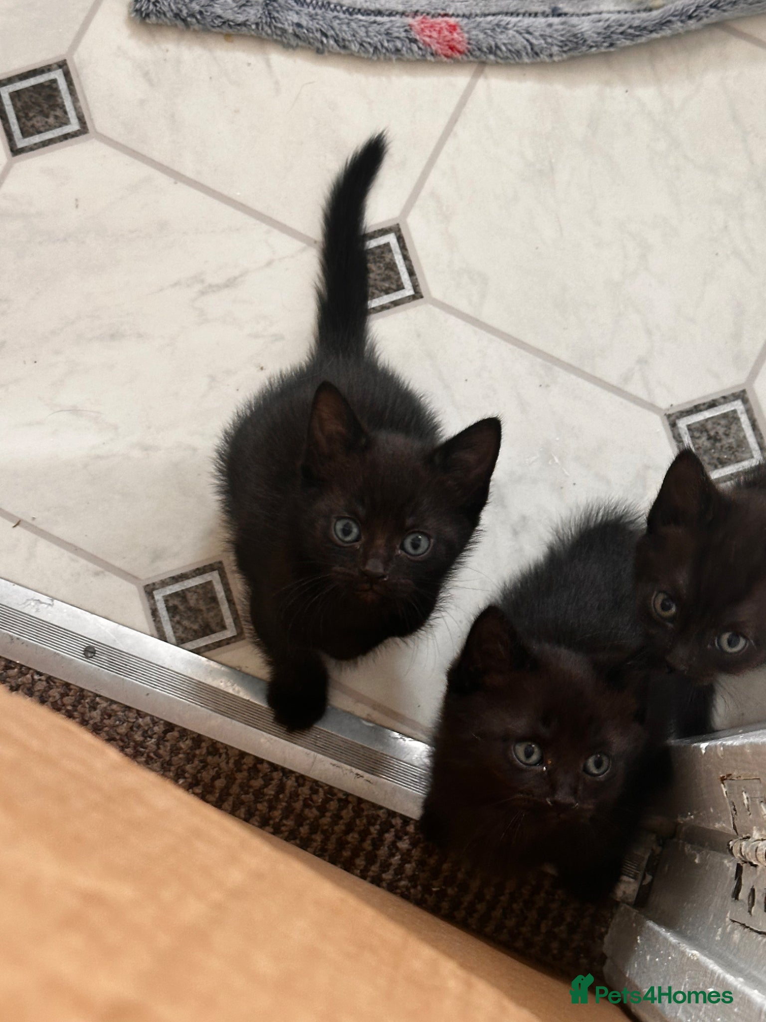 British Shorthair cats for sale: 4 beautiful kittens in Lincoln - Advert 2