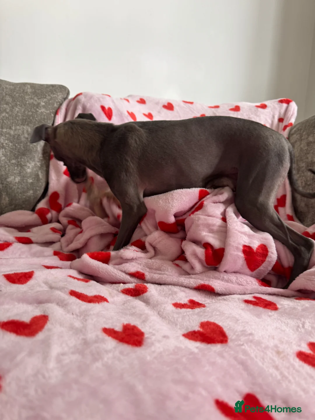 Italian Greyhound dogs for sale: KC registered Italian greyhound puppies for sale - Advert 2