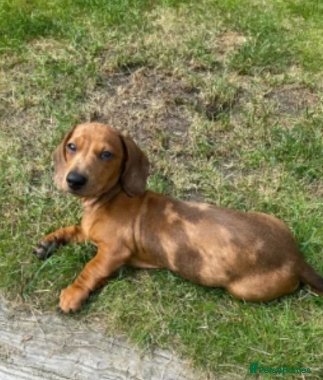 Miniature Dachshund dogs for sale: Miniature dachshund puppys available now  - Advert 8
