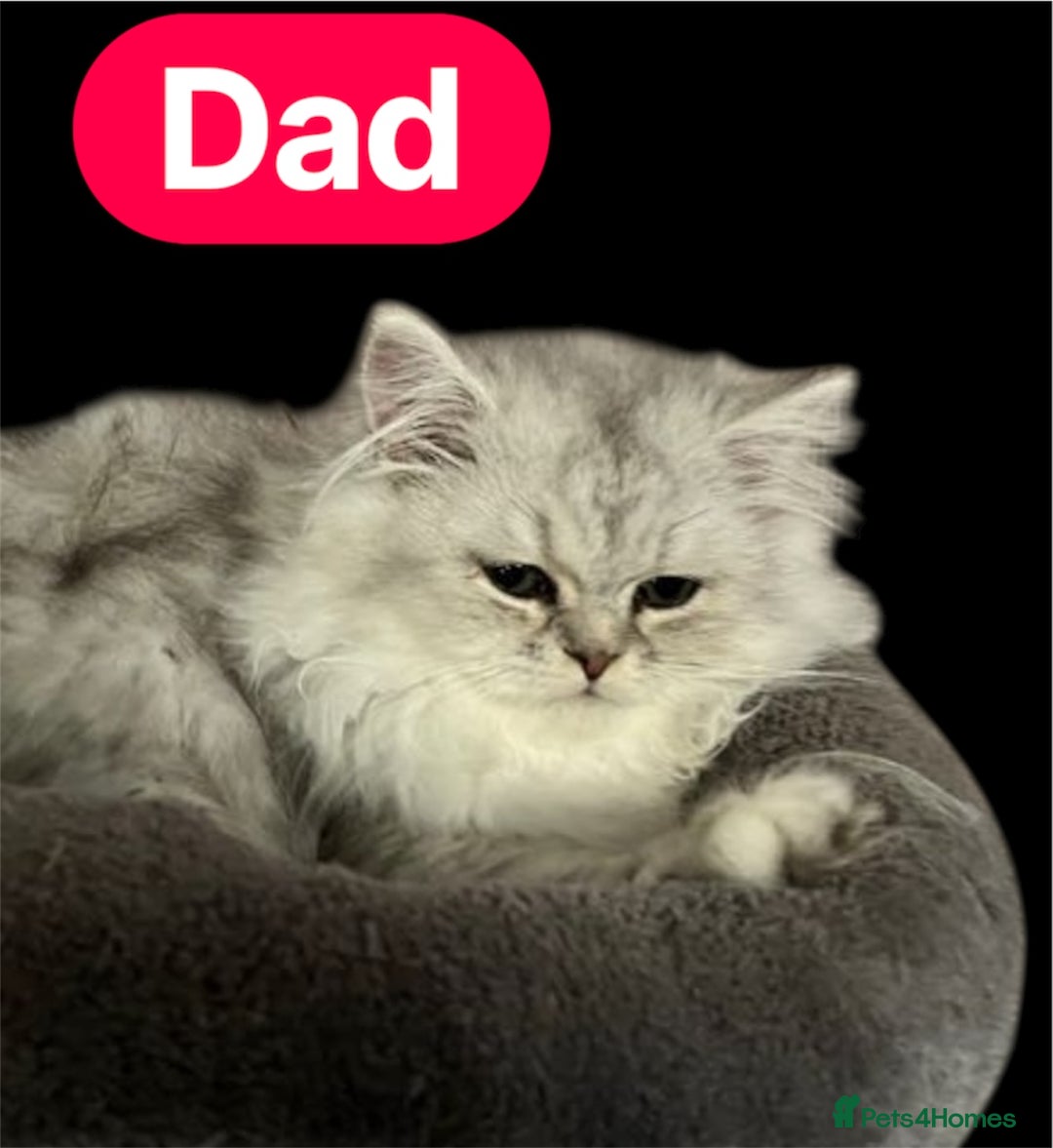 Persian cats for sale: Ready now 3 beautiful Persians  - Image 2