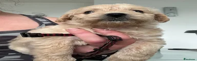 Westiepoo 5