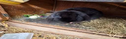 French Lop rabbits for sale: Rehoming my French Lop - Advert 2