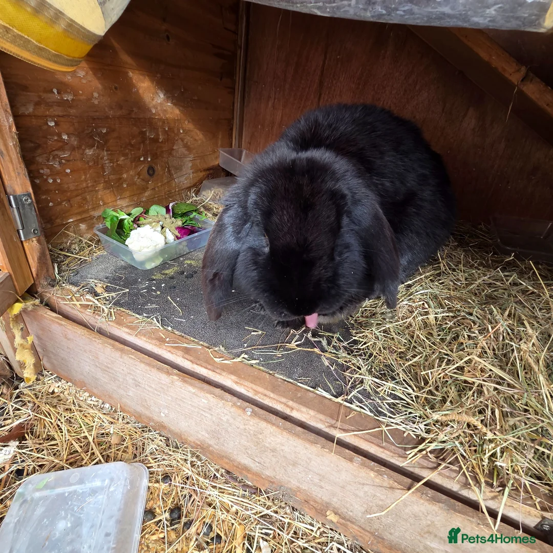 French Lop rabbits for sale: Rehoming my French Lop - Advert 2