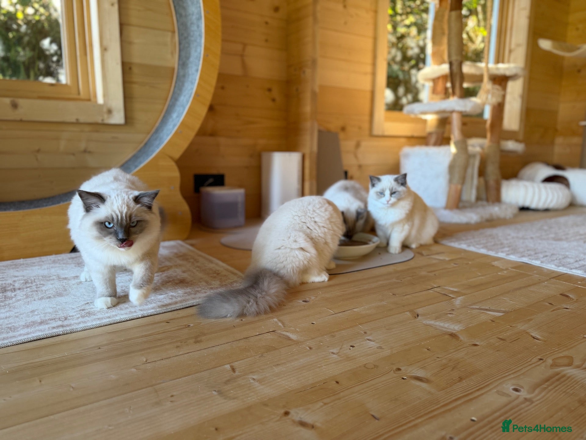 Ragdoll cats 💙 REDUCED PRICE | LAST 3 BOYS 👑 - Advert 2