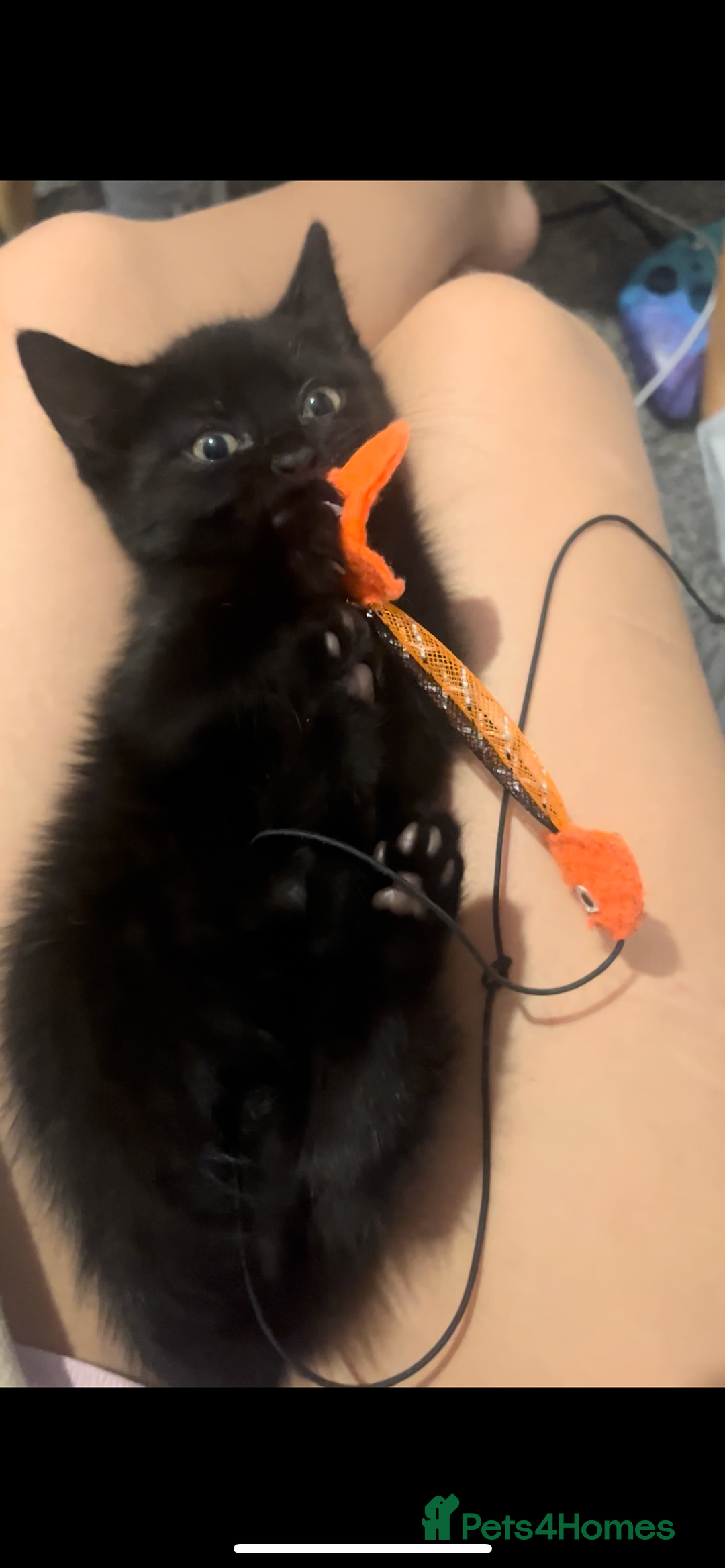 Bombay cats for sale: £50’Half Bombay kitten- 9/10 week-Female - Image 7