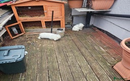 Lionhead rabbits for sale: Lionhead rabbit  - Image 6