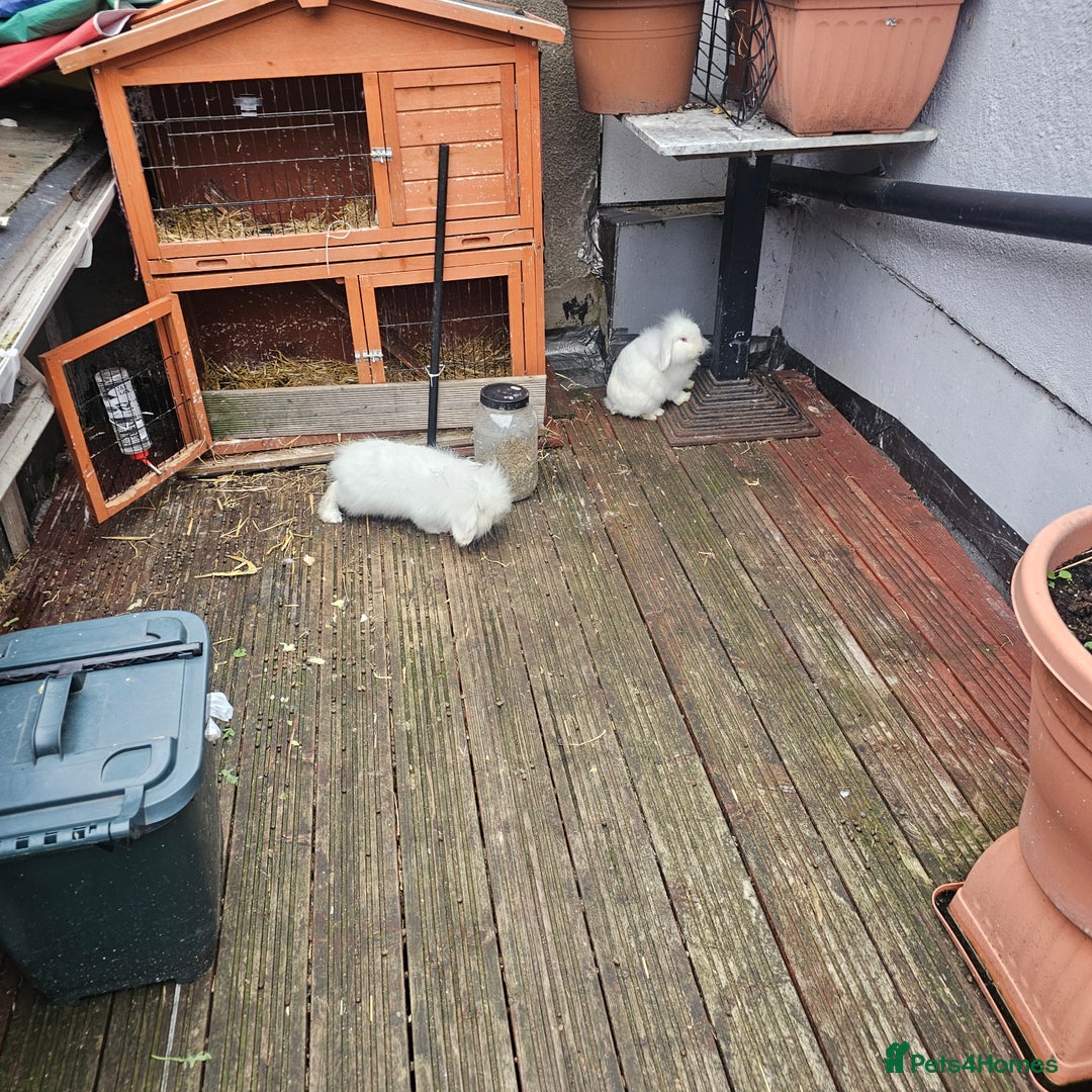 Lionhead rabbits for sale: Lionhead rabbit  - Image 6