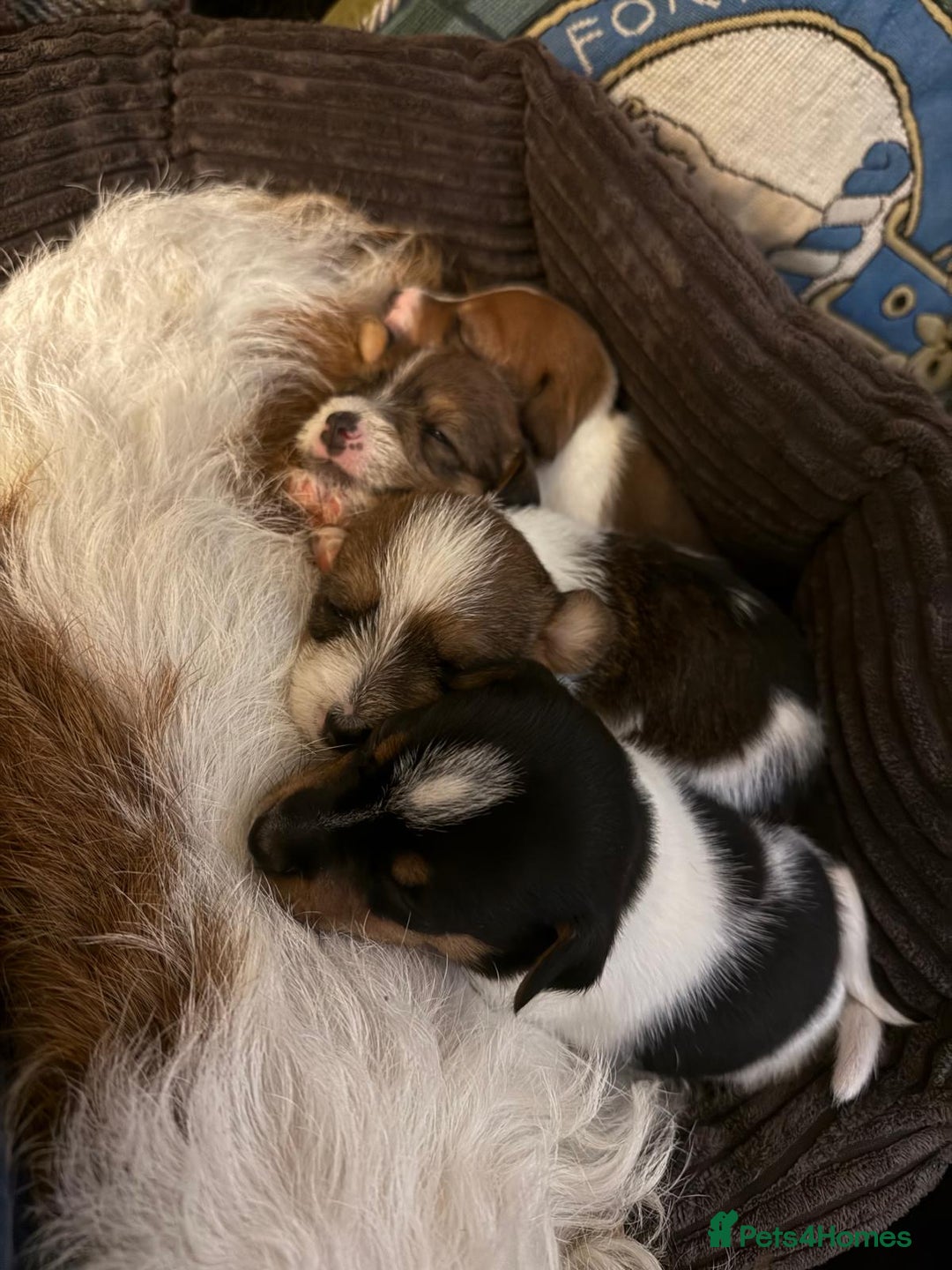 Jack Russell dogs for sale: Jack Russell - Wire Haired - Advert 3