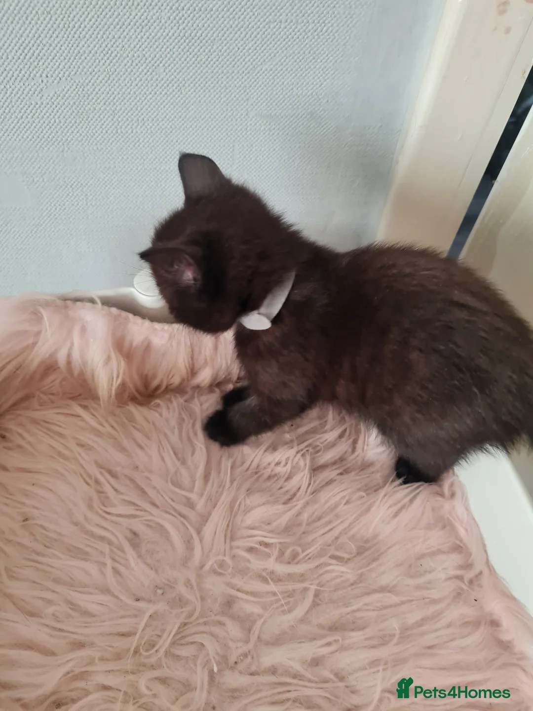 Mixed Breed cats for sale: 9 kittens black or black and white  in Dudley - Advert 2