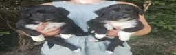Border Collie dogs for sale: Traditional Border Collie Puppies in Shrewsbury - Advert 3