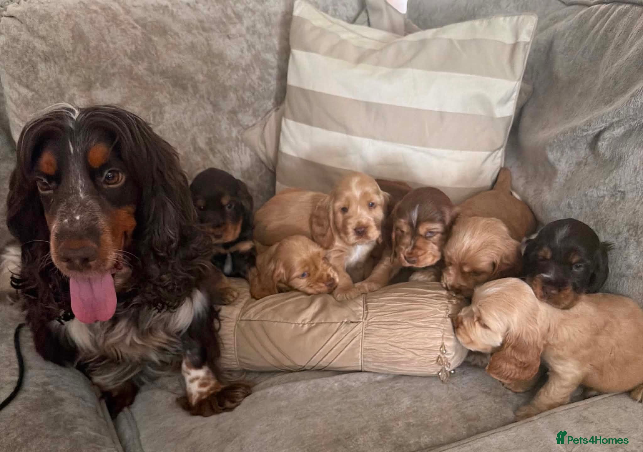 Cocker Spaniel dogs Show type KC registered cocker spaniels  - Advert 2