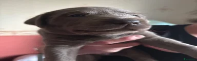 Dodger