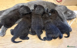 Mixed Breed cats for sale: Beautiful boys and girls  - Image 9