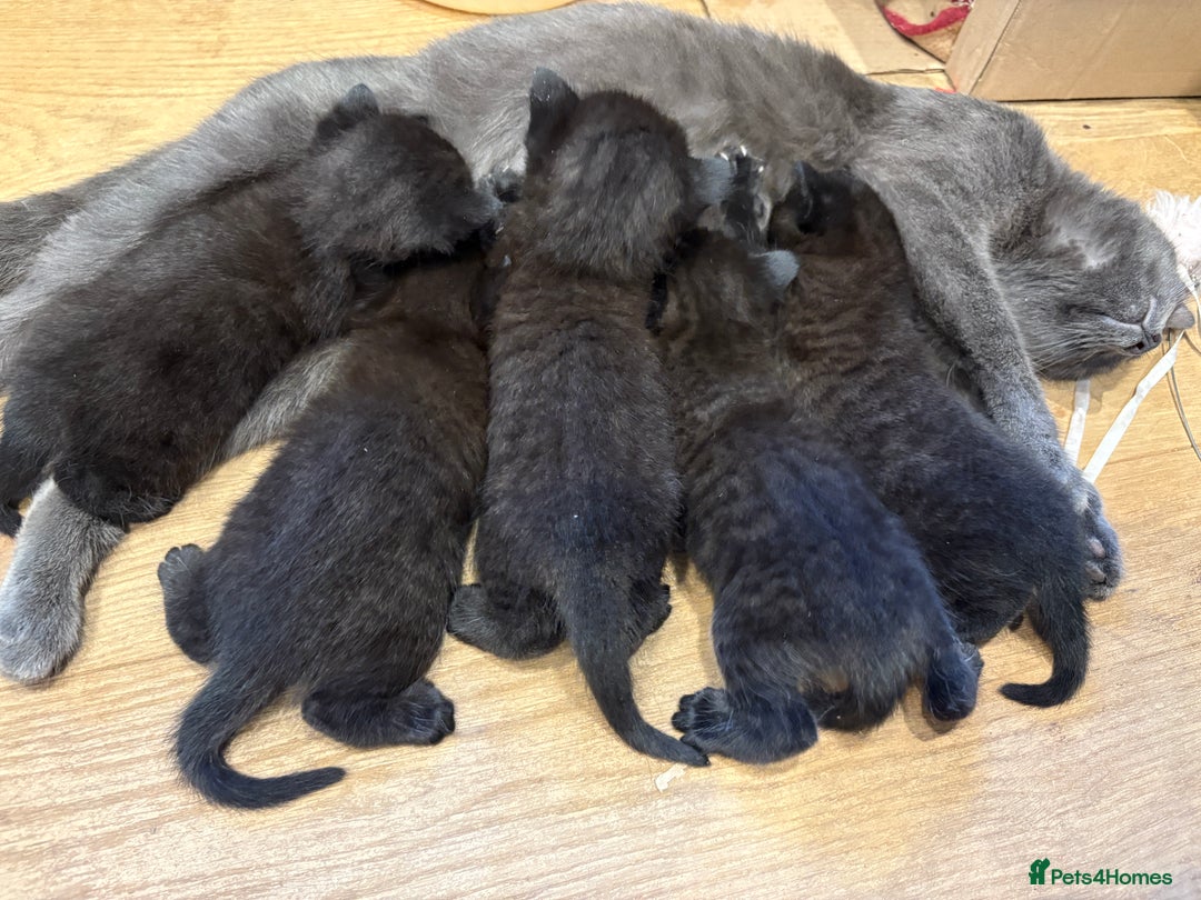 Mixed Breed cats for sale: Beautiful boys and girls  - Image 9