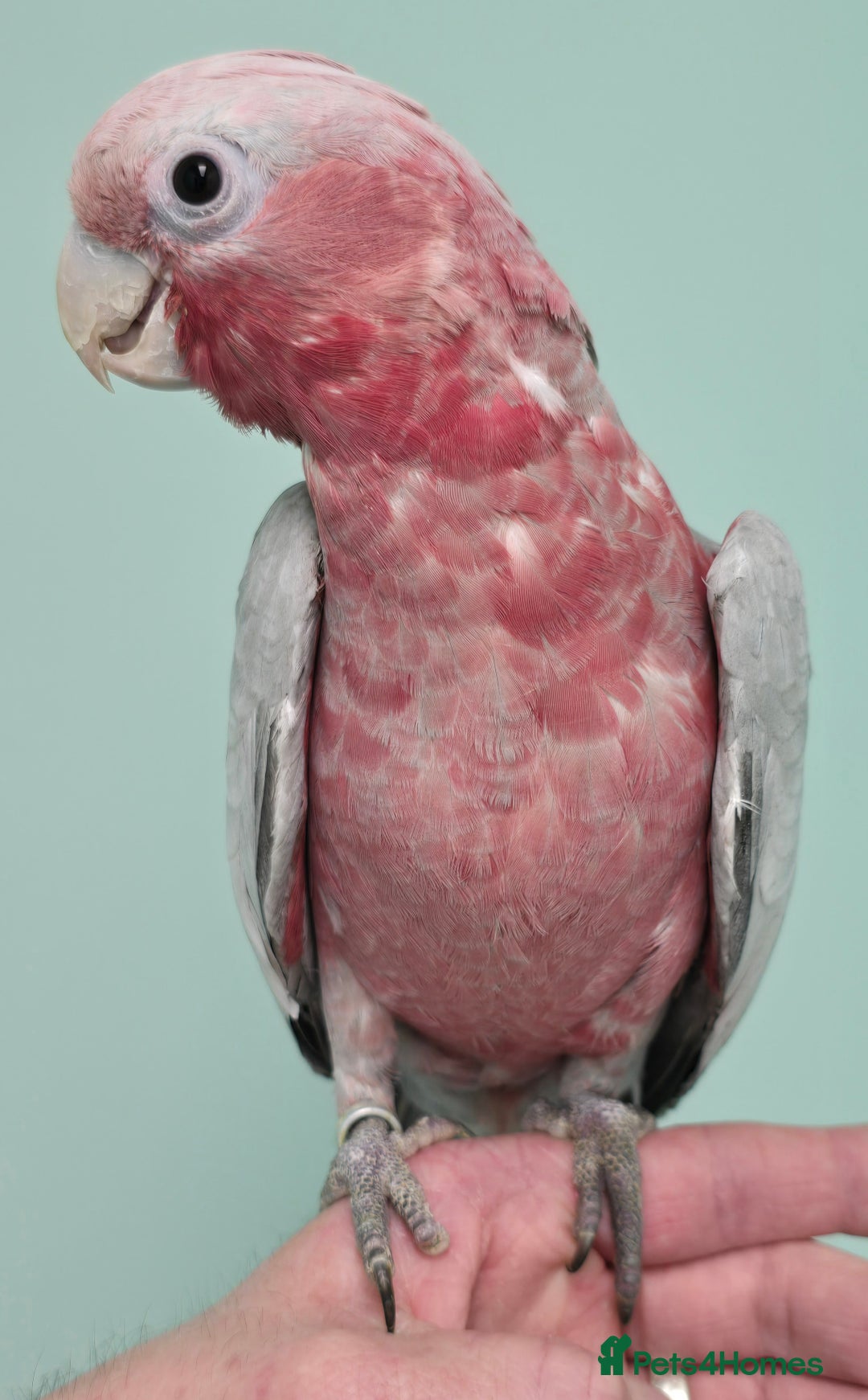 Parrots birds for sale: Cheeky Handreared Amazon's, Galah's & Caique's!!! - Advert 8