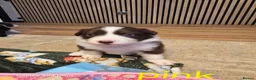 Border Collie dogs for sale: BORDER COLLIE PUPPIES – BEAUTIFUL LITTER OF 9  in Wishaw - Advert 13