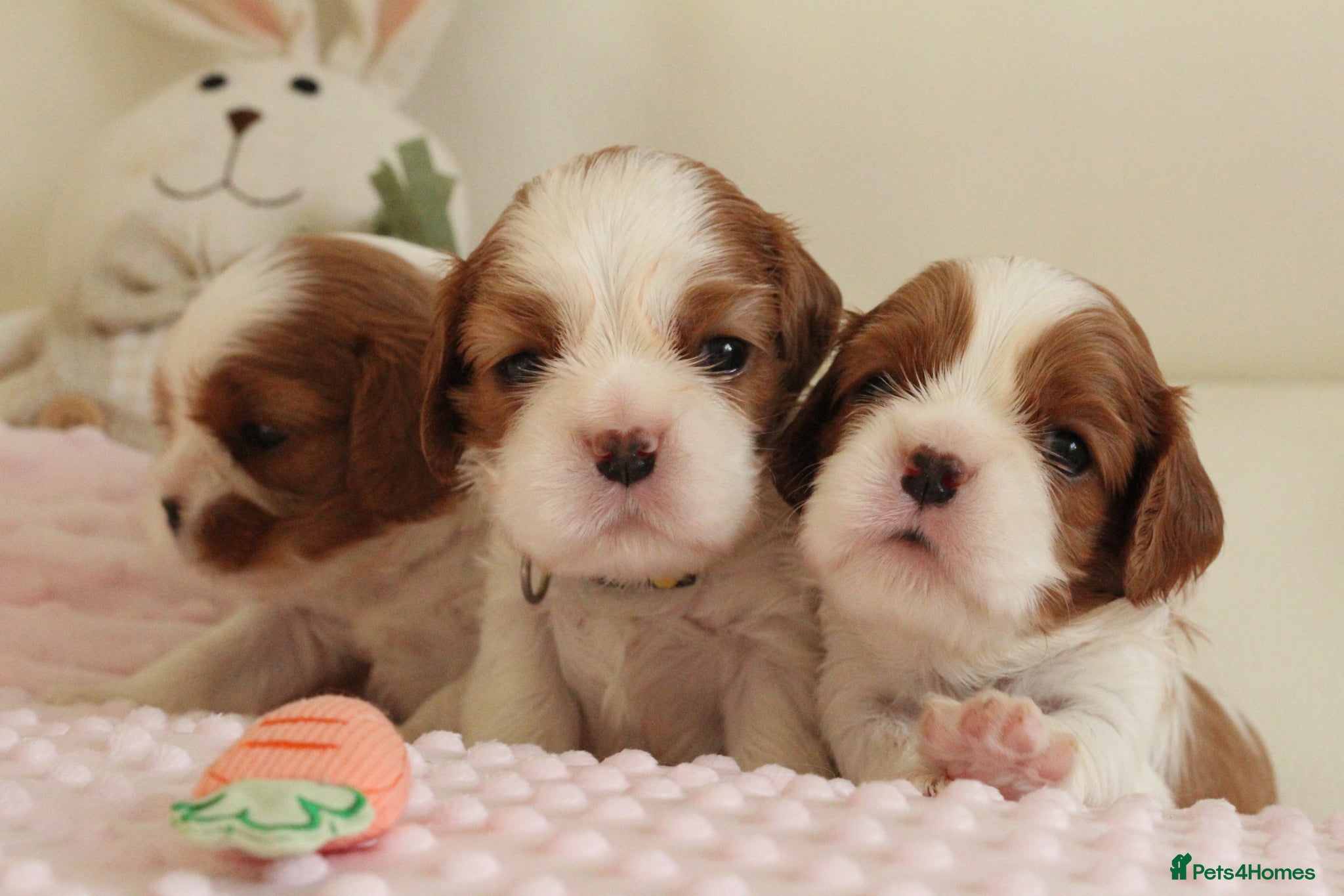 Cavalier King Charles Spaniel dogs KC reg TOP standard Cavaliers King Charles Spaniel - Advert 1