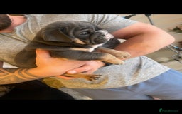 English Bulldog dogs for sale: 10 Top quality English bulldog puppies for sale  - Image 19