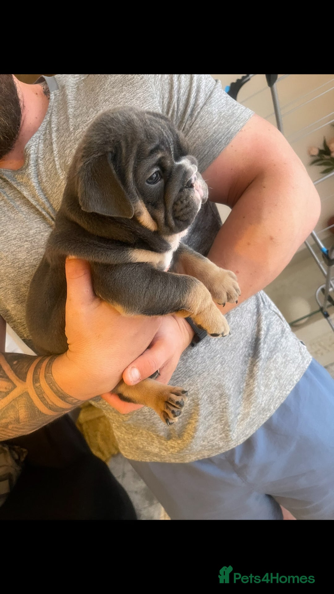 English Bulldog dogs for sale: 10 Top quality English bulldog puppies for sale  - Image 19