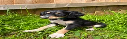 Saluki dogs for sale: Beautiful Saluki pups from champion lines - Advert 24